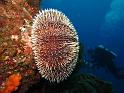 Isla del Coco - 25